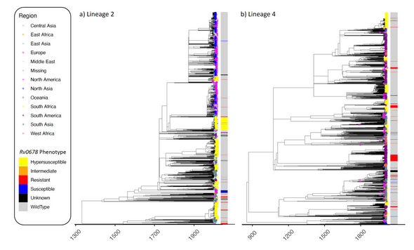 Inferred dated phylogenies (x-axis) for the a) lineage 2 and b) lineage 4 Mycobaterium tuberculosis datasets. Tips are coloured by the geographic region of sampling as given in the legend. The bar provides the Rv0678 phenotype (colour) based on assignment of nonsynonymous variants in Rv0678.