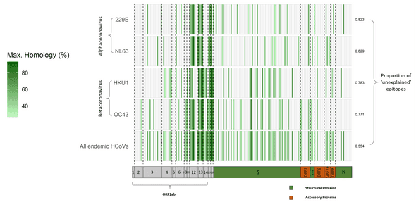 Sequence homology of deconvoluted peptides from published literature to endemic HCoVs. Heatmap visualising the maximum sequence homology of deconvoluted SARS-CoV-2-derived peptides to the each of the four endemic HCoVs (first four rows) and across all HCoVs combined (last row). The proportion of epitopes that cannot be explained by detectable homology to proteins from each species of HCoV is annotated on the right of the heatmap. Each row and column correspond to a single genome record and a single peptide, respectively. The fill of each cell provides the maximum sequence homology of a particular SARS-CoV-2-derived epitope to the proteome of all genome records for each species. This maximum sequence homology was determined by considering only all viruses isolated from a human host and with species names including the terms ‘229E’, ‘NL63’, ‘HKU1’ and ‘OC43’.