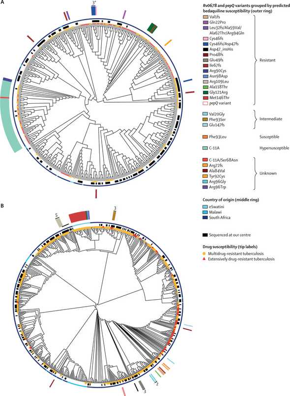 Phylogeny of southern African lineage 2 (A) and lineage 4 (B) M. tuberculosis strains showing bedaquiline resistance profiles.
